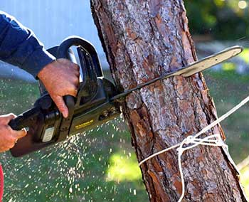 TREE REMOVAL SERVICES