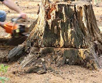 TREE ROOT & STUMP REMOVAL