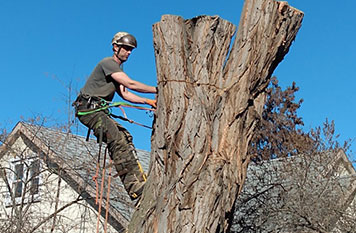tree services