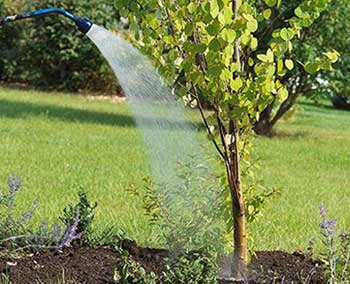 TREE MAINTAINANCE