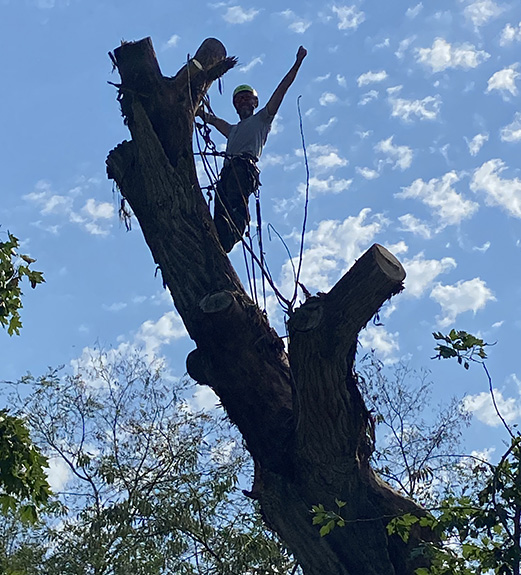 tree services